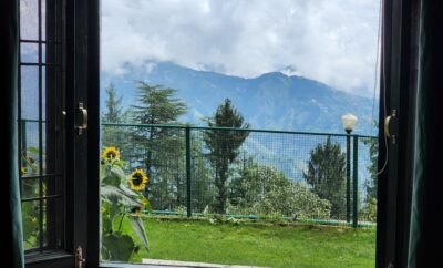 Frosted Red Haven – Deodar